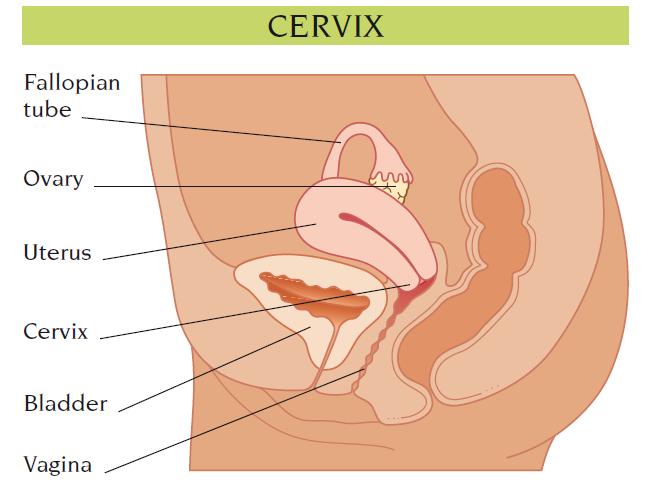 cervix