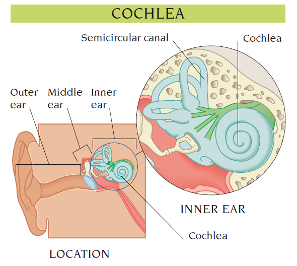 cochlea