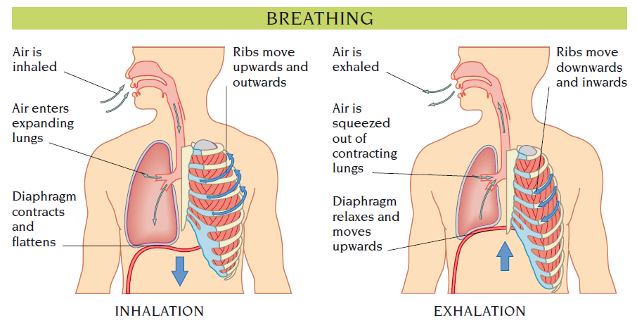 respiration