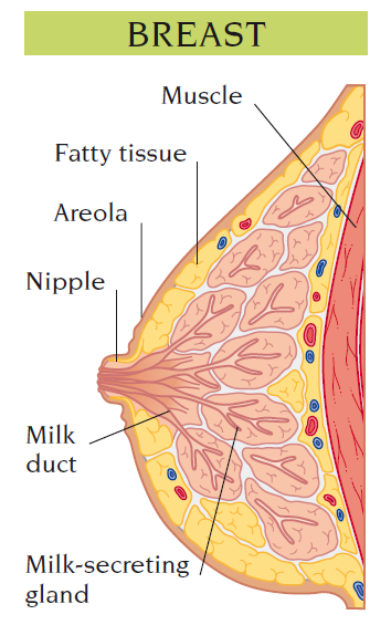 breast