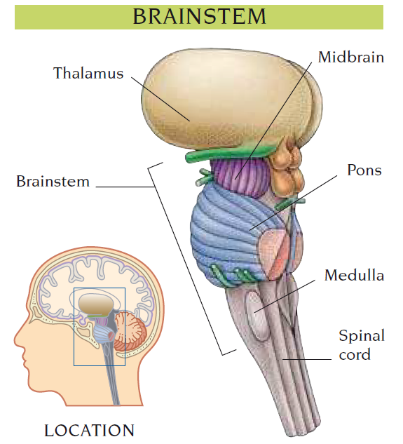 brain-stem death