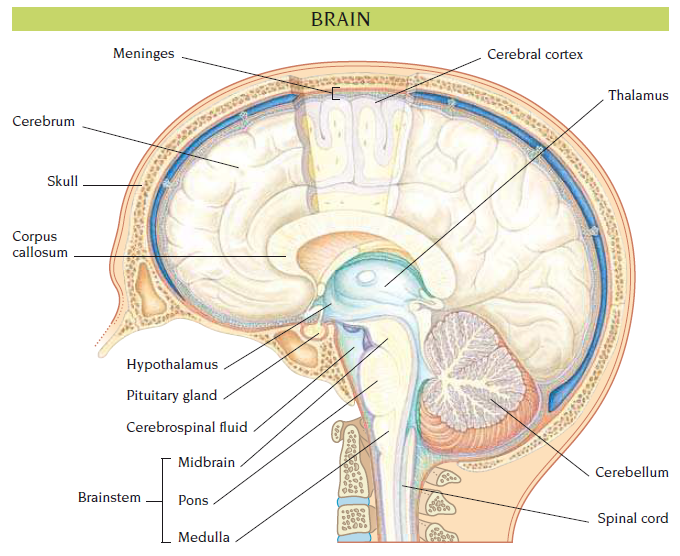 brain