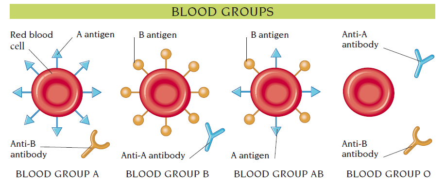 blood group