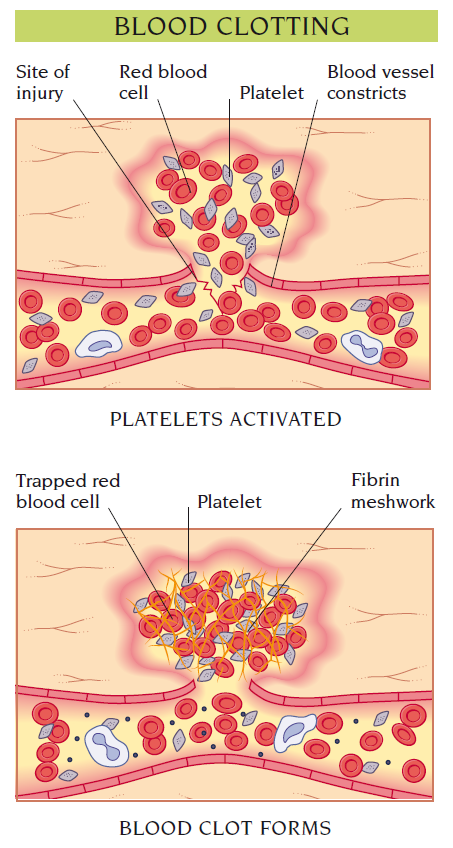 blood clotting