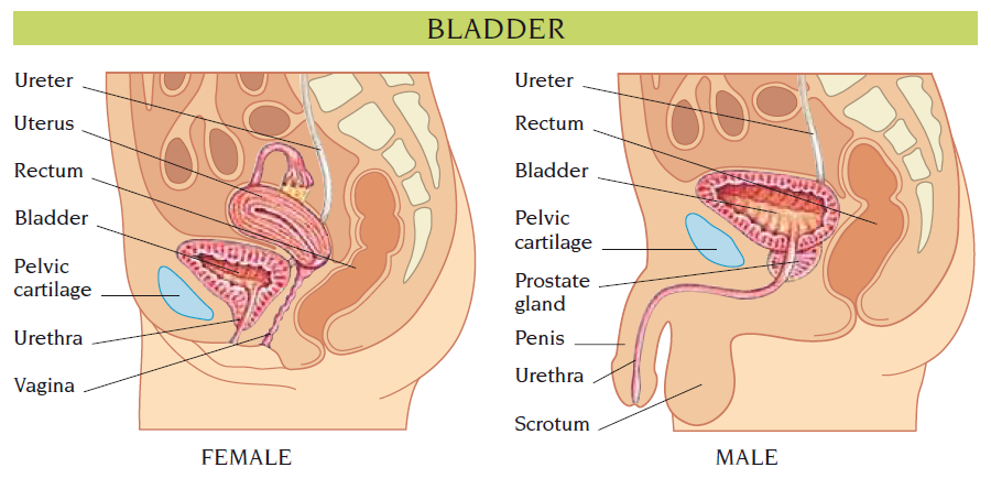 bladder