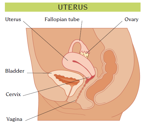 uterus