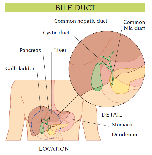 bile duct