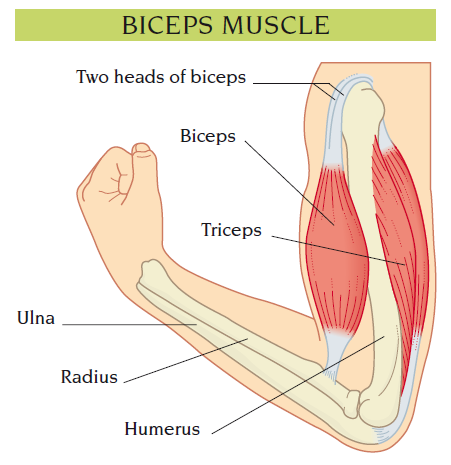 biceps