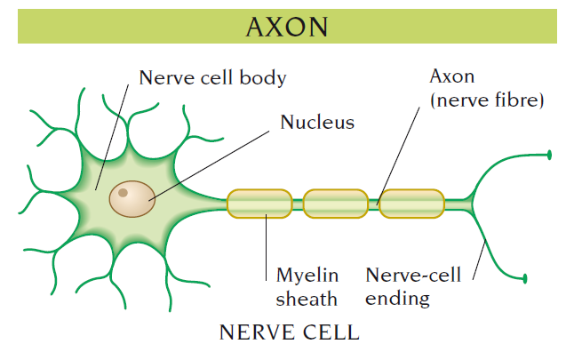 axon