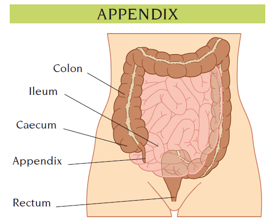 appendix
