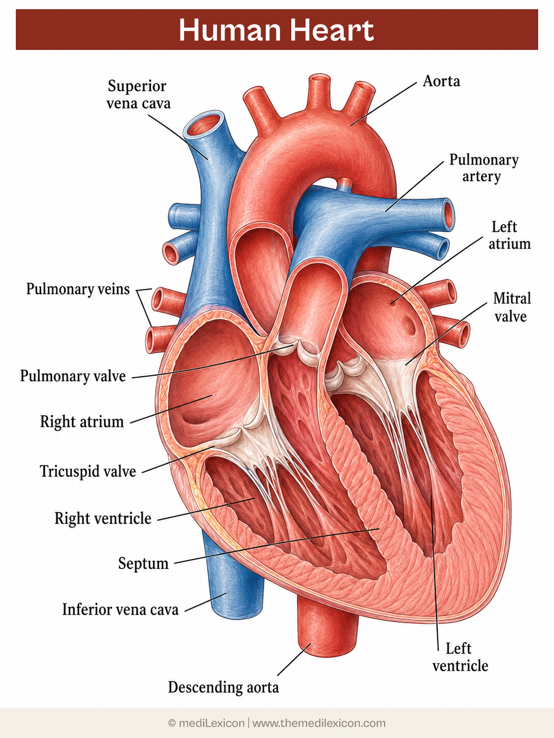 heart