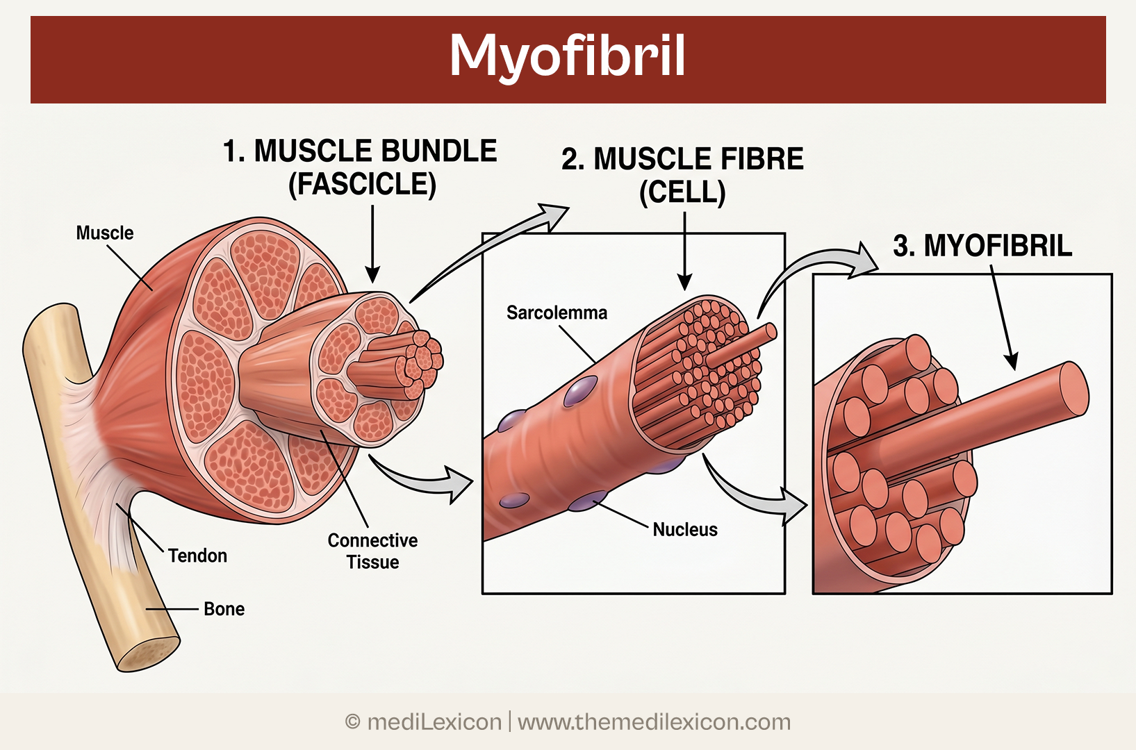 myofibril