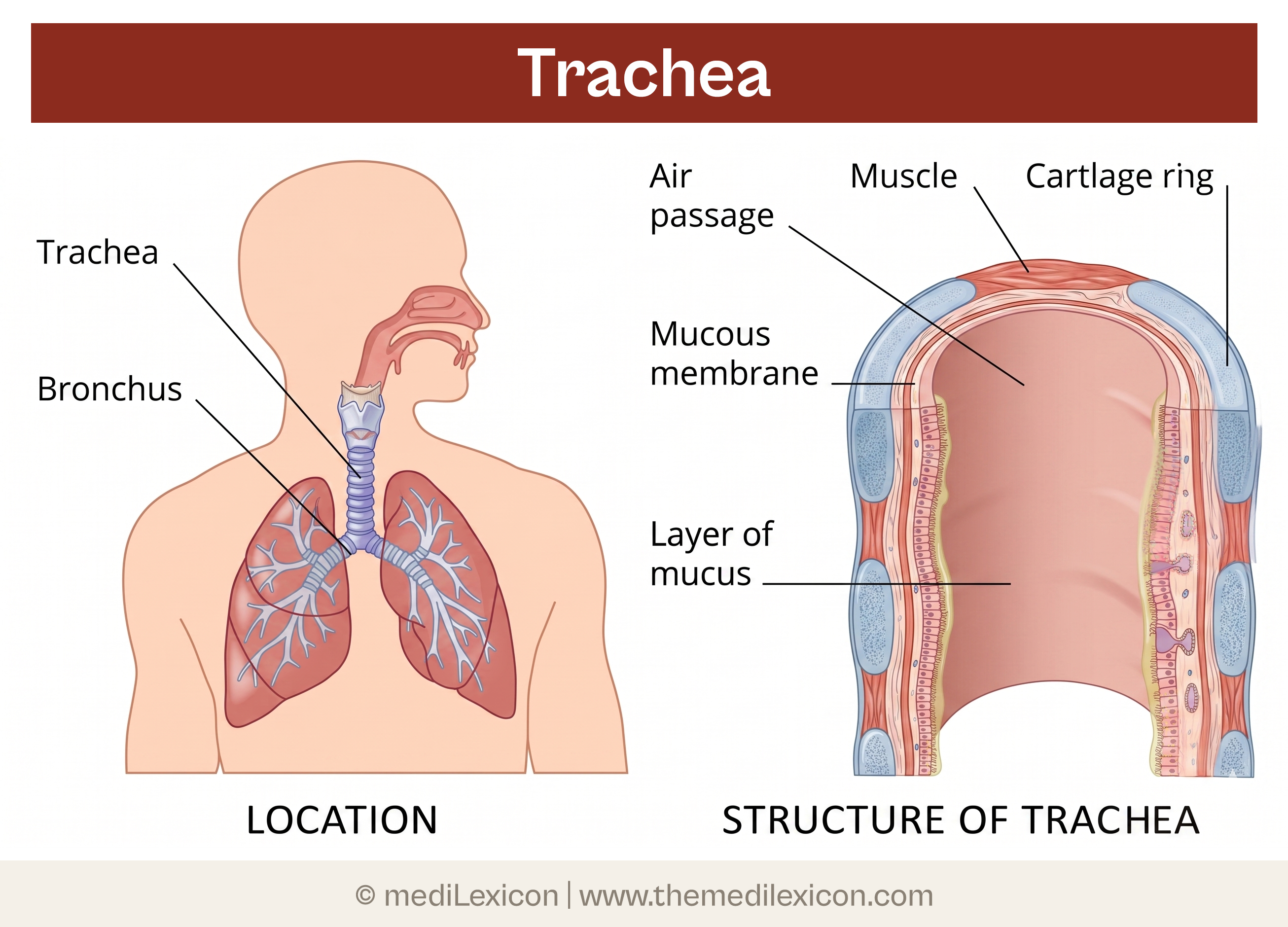 trachea
